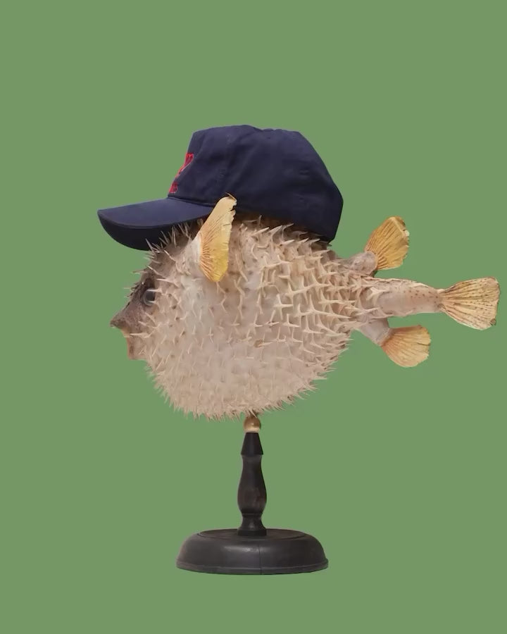 LOADED CROWN CAP